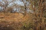 Ethiopia - 631 - Dik Dik